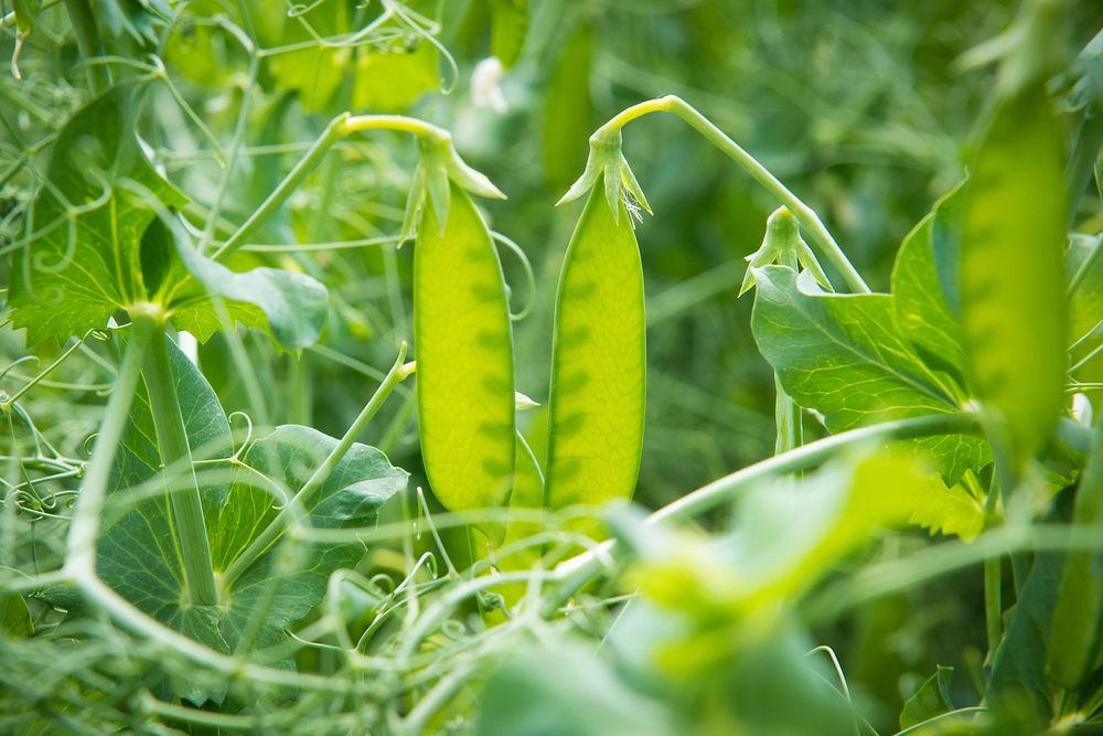 Jason Brewer, farmer near Forsyth, Mont., grows peas in a corn-peas-malt barley rotation, followed by a cover crop. June…