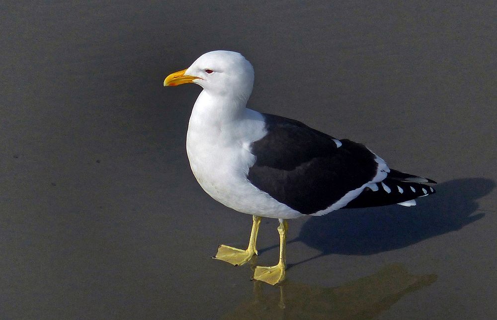 Larus dominicanus,(black-backed gull,)