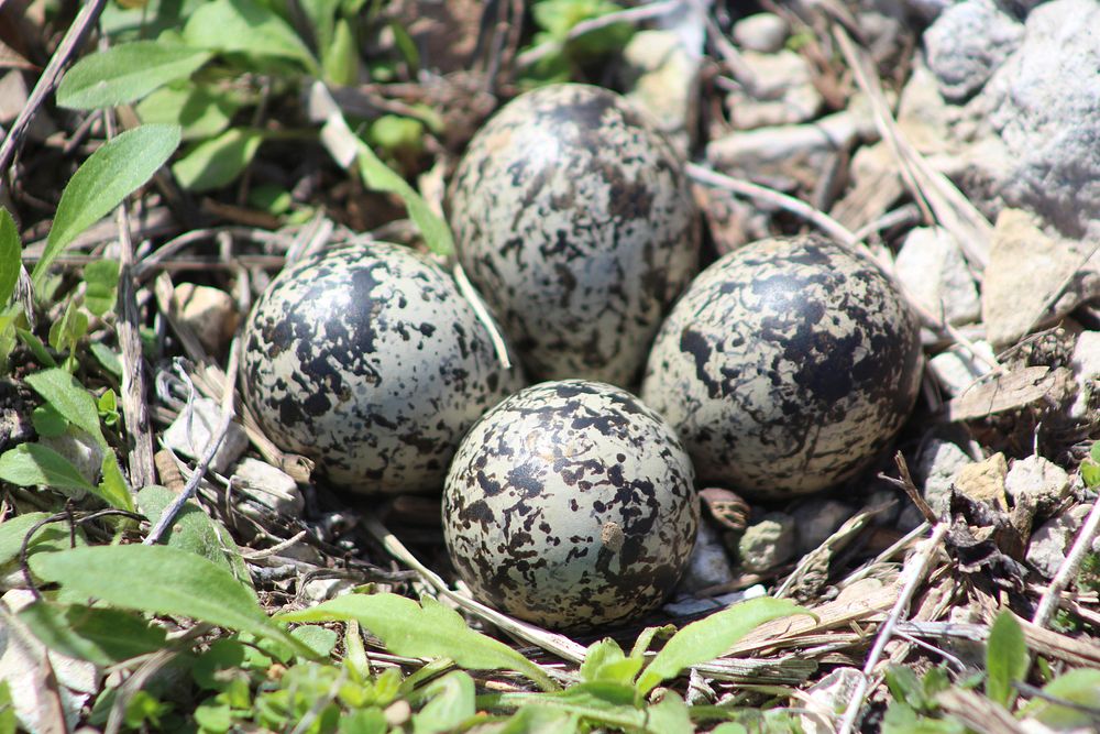 Eggs in a Killdeer Nest. Watch your step! Killdeer nests can be difficult to spot and are often placed in gravel where eggs…