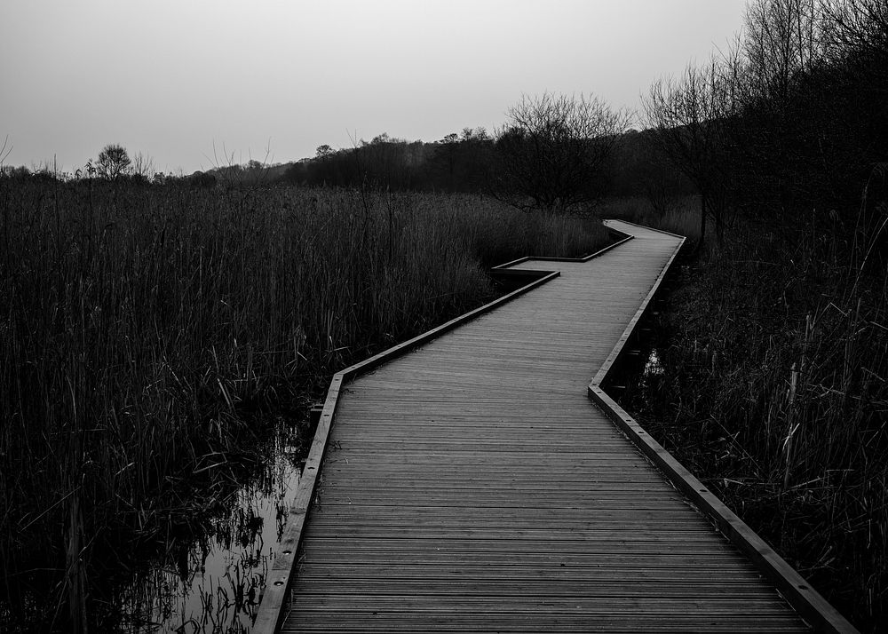 Moss Path. Original public domain image from Flickr