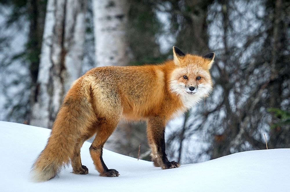 A fox stops on a snow-covered berm to watch paratroopers. Original public domain image from Flickr