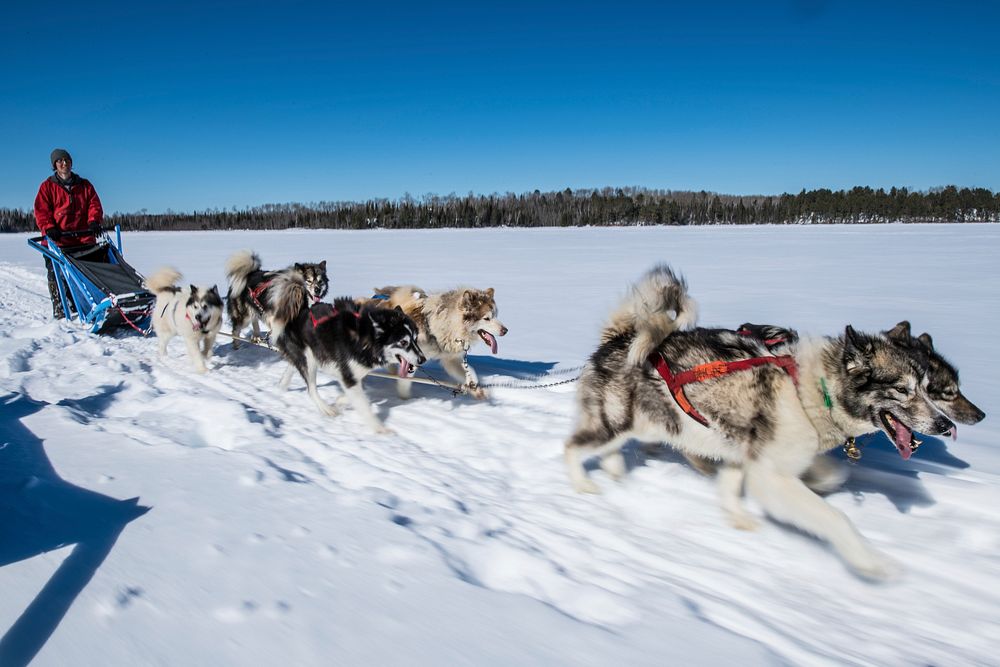 Wintergreen Dogsled Lodge musher Ellen Root commands a team of Canadian Inuit dogs, musher's left front to right rear…