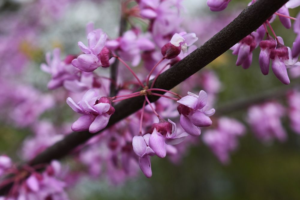 Redbud (Cercis canadensis)Spring wildflowers are starting to bloom at Big Muddy National Fish and Wildlife Refuge in…