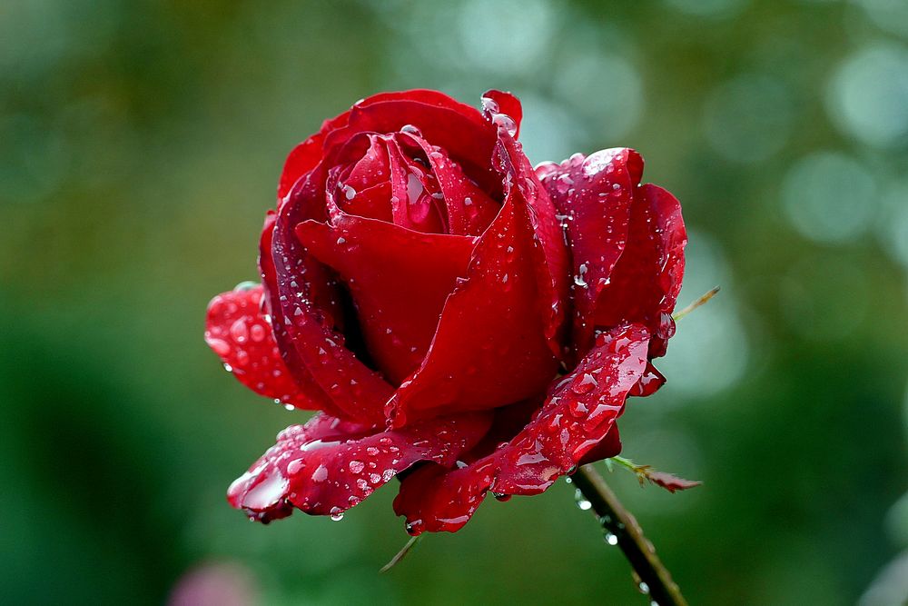 Rosa 'Precious Platinum' is a medium red hybrid tea rose. It is a hybrid of Rosa 'Red Planet' and Rosa 'Franklin Engelmann'.…