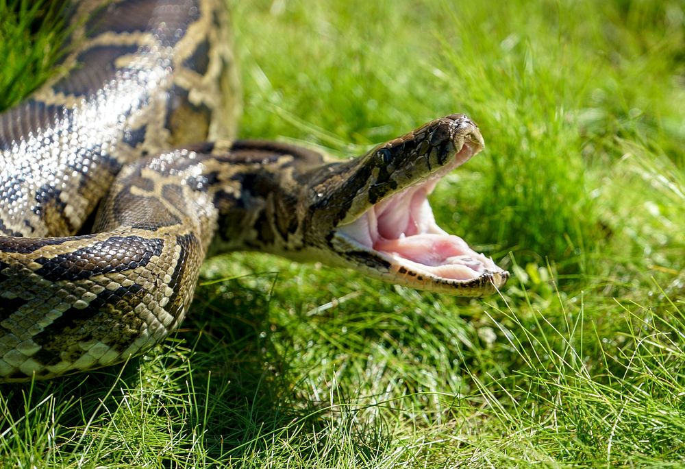 Burmese python. Original public domain image from Flickr