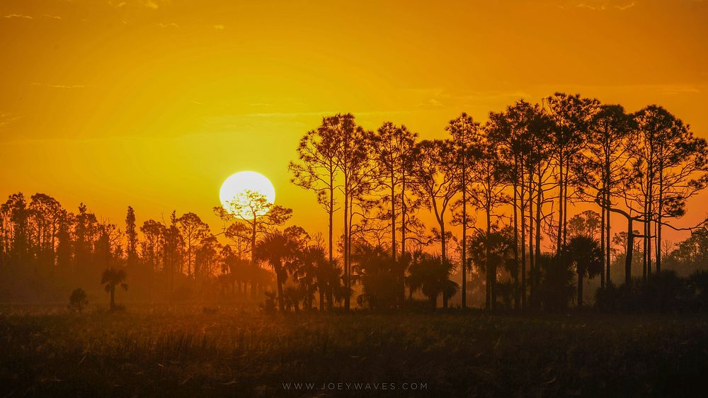 Big Cypress National Preserve. Original public domain image from Flickr