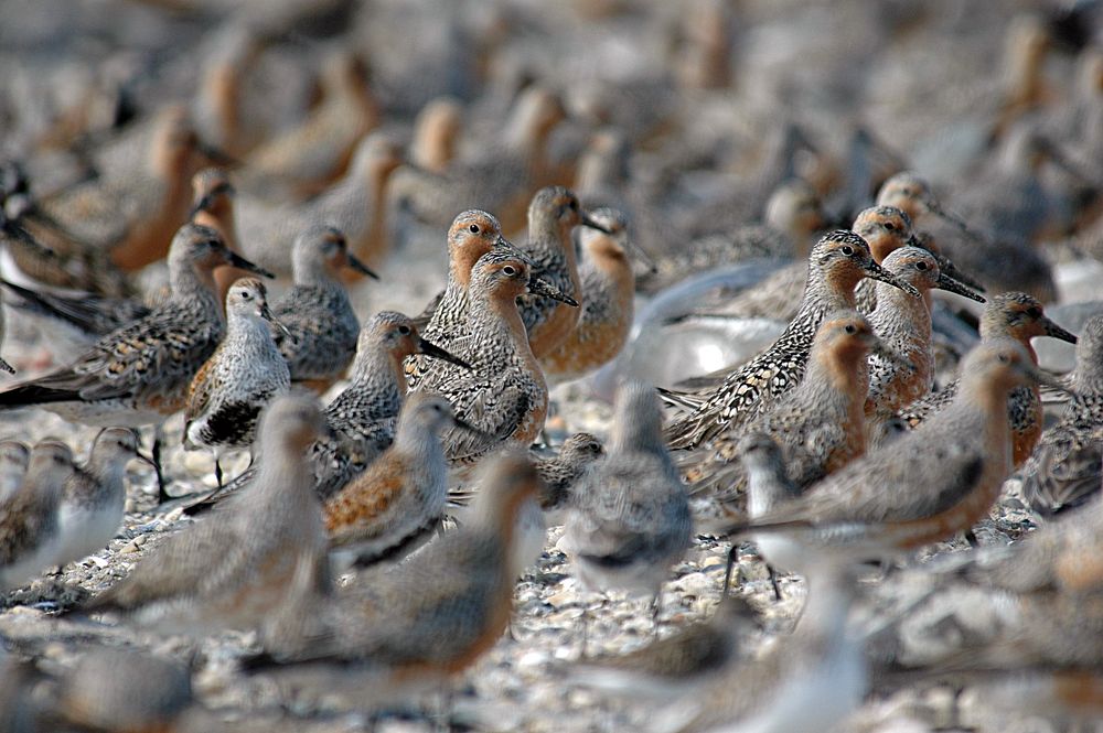 Red knots. Original public domain image from Flickr