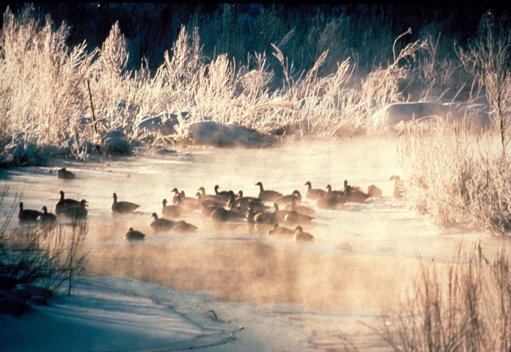 American black ducks in winter. Original public domain image from Flickr