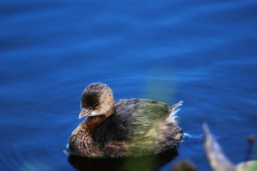 Pied-billed Grebe