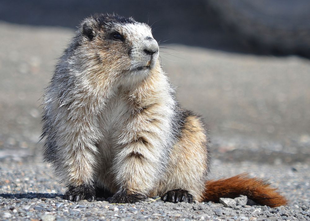Marmot at Eielson Visitor CenterPhoto by Katherine Belcher. Original public domain image from Flickr