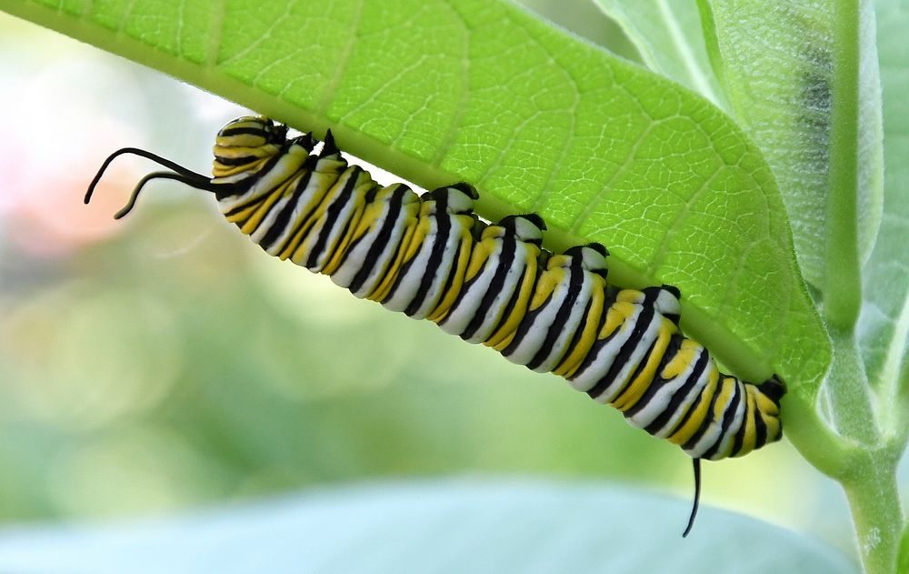 Monarch caterpillar on common milkweedPhoto by Jim Hudgins/USFWS. Original public domain image from Flickr