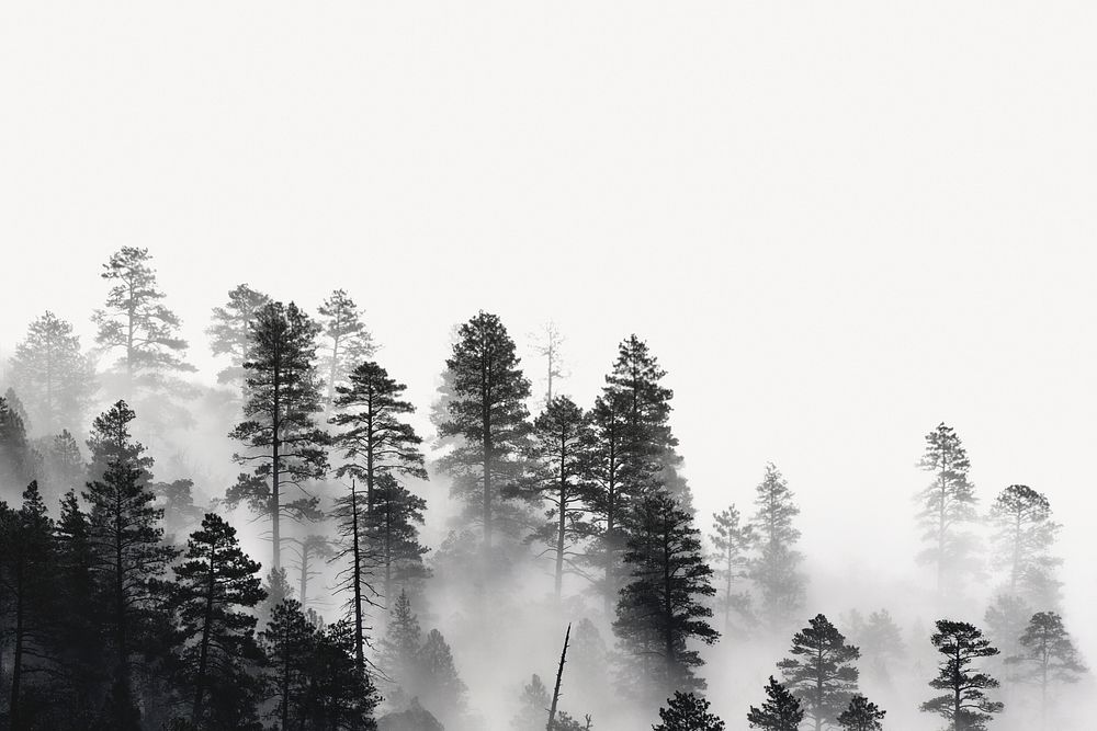 Misty forest border collage element, nature design psd