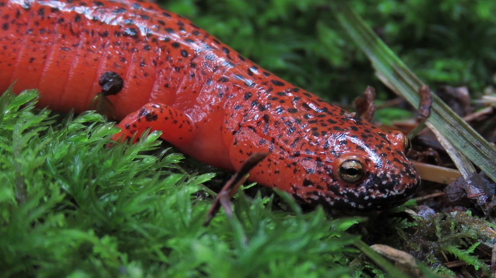 Black-chinned red salamander Shannon Welch.