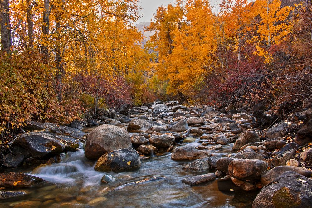 Fall colors in the Ruby Mountains, Humboldt-Toiyabe National Forest. Original public domain image from Flickr