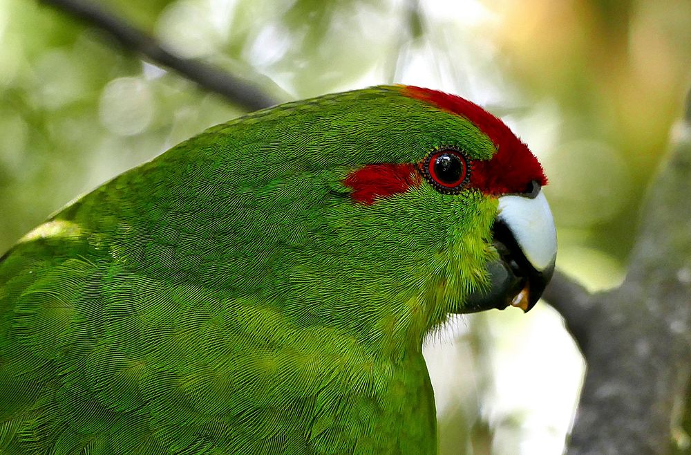 The red-crowned parakeet or red-fronted parakeet, also widely known by its Māori name of kākāriki, is a small parrot from…