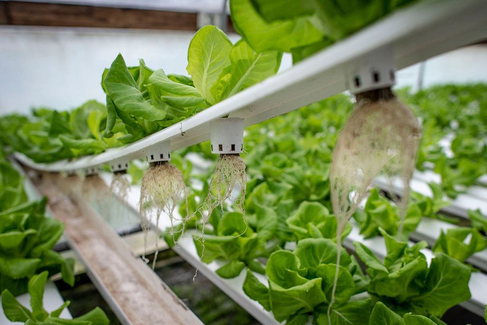 The hydroculturely-grown butterhead lettuce grown in the Sirmon Farms greenhouse, which regulates the oxygen and nutrients…