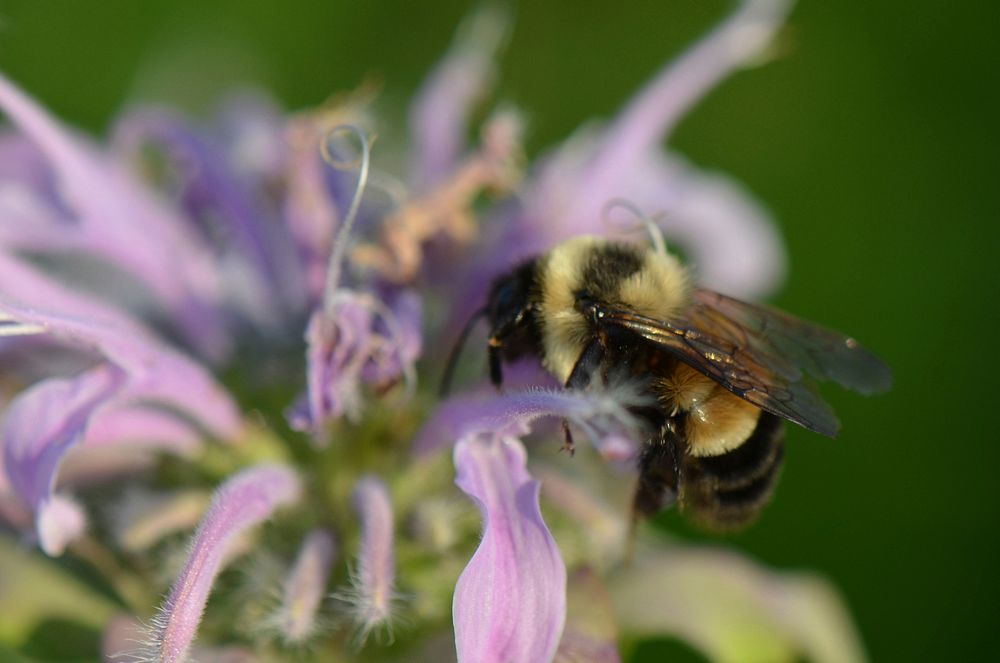 Rusty Patched Bumble BeeThe rusty patched bumble bee (Bombus affinis) is endangered throughout its range, so it’s always an…