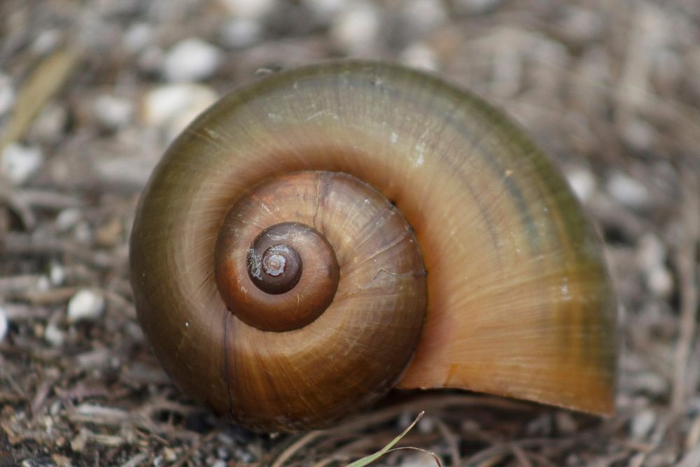 Apple Snail Shell Closeup. Original public domain image from Flickr