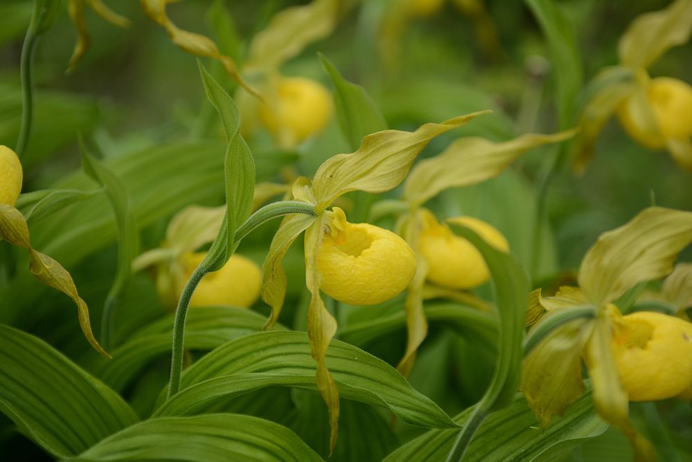 Yellow lady slipper, spring 2018 Chalice Keith.