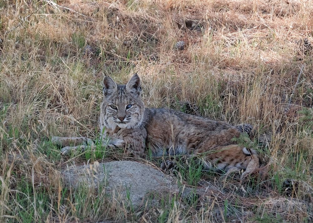 Bobcat resting under a tree. Original public domain image from Flickr