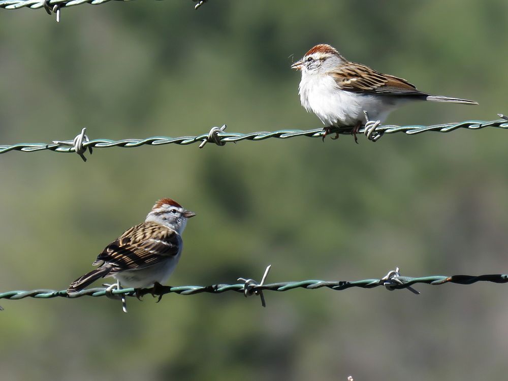 Chipping sparrows, February 25, 2017 Warren Bielenberg.