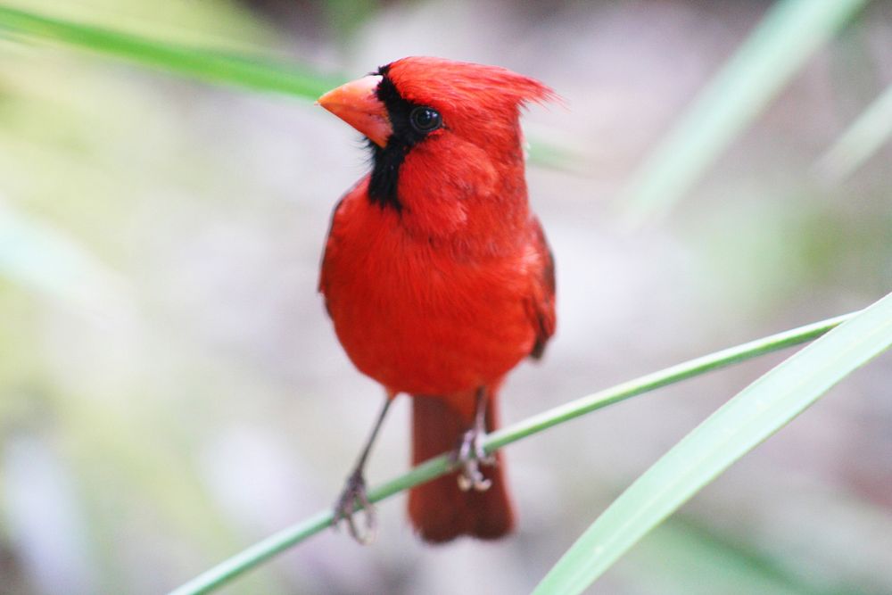 Northern Cardinal