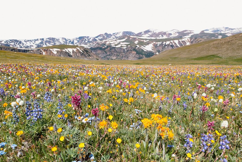 Flower field background, nature landscape