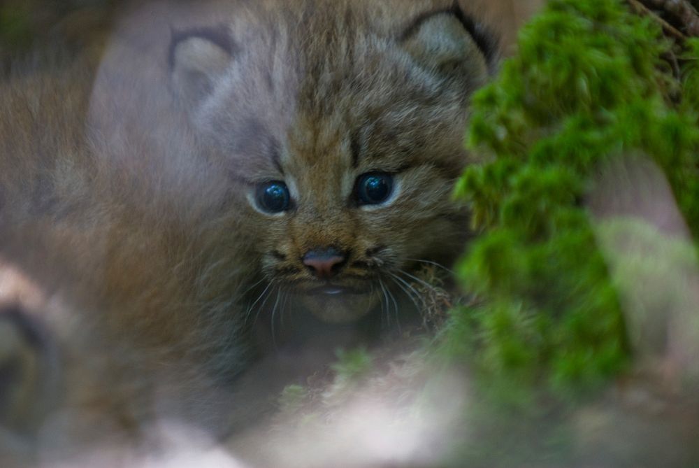 Canada Lynx kitten. Original public domain image from Flickr