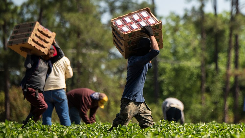 Farmworkers pick strawberries at Lewis Taylor Farms, which is co-owned by William L. Brim and Edward Walker who have large…