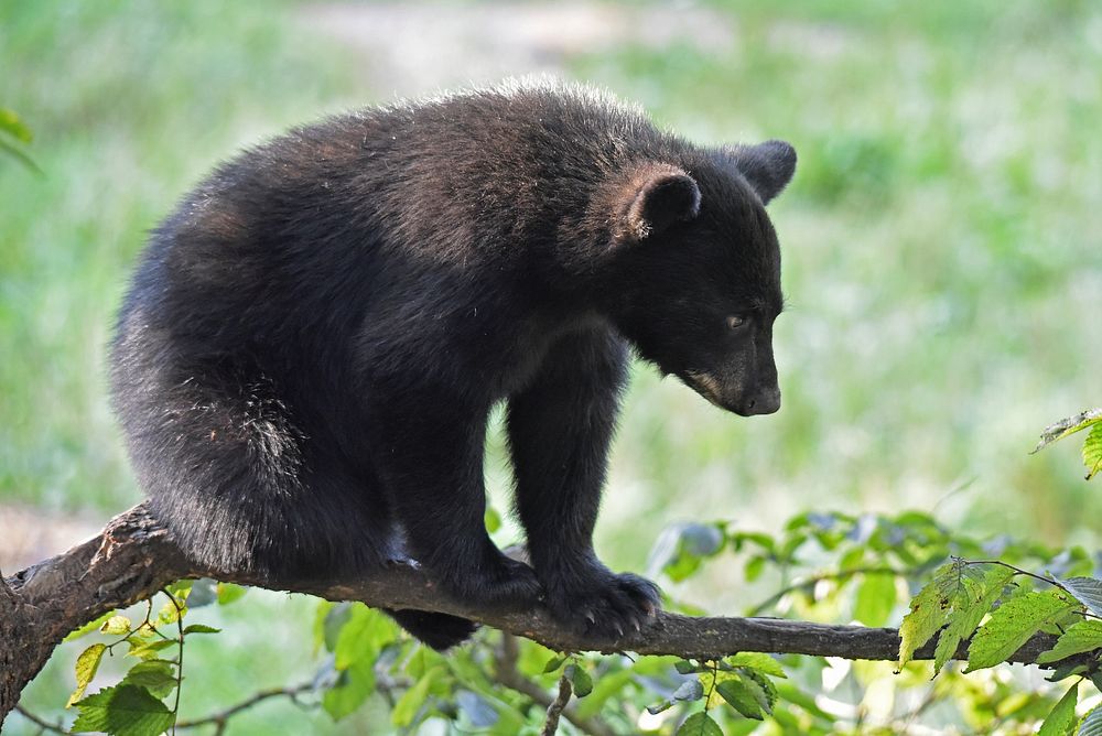 Black Bear CubWe spotted this black bear cub sitting on a tree branch in northern Minnesota.Photo by Courtney Celley/USFWS.…