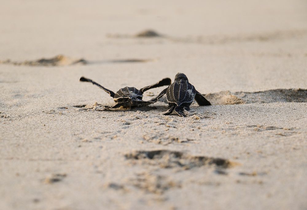 Baby leatherback sea turtles. Original public domain image from  Flickr