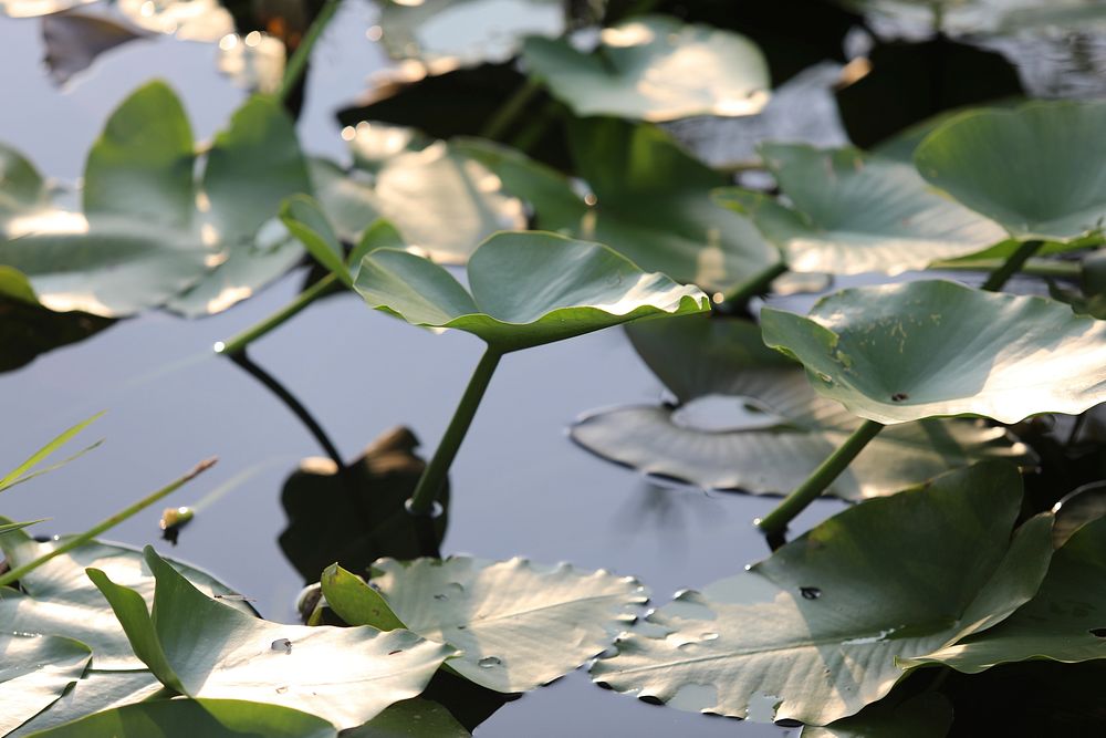 Close-up of spatterdock