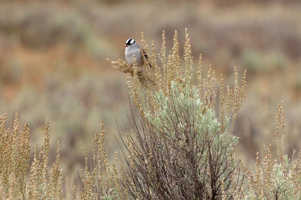 White-crowned sparrow (Zonotrichia leucophrys) perched on sagebrush by Jacob W. Frank. Original public domain image from…