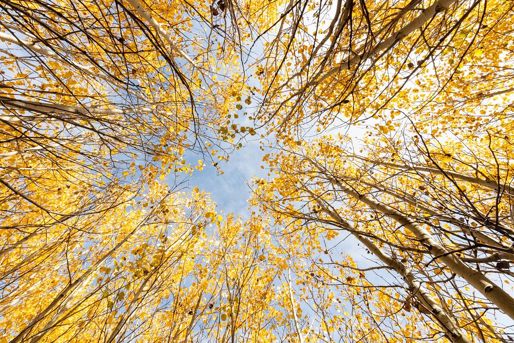 Looking up through the aspens. Original public domain image from Flickr