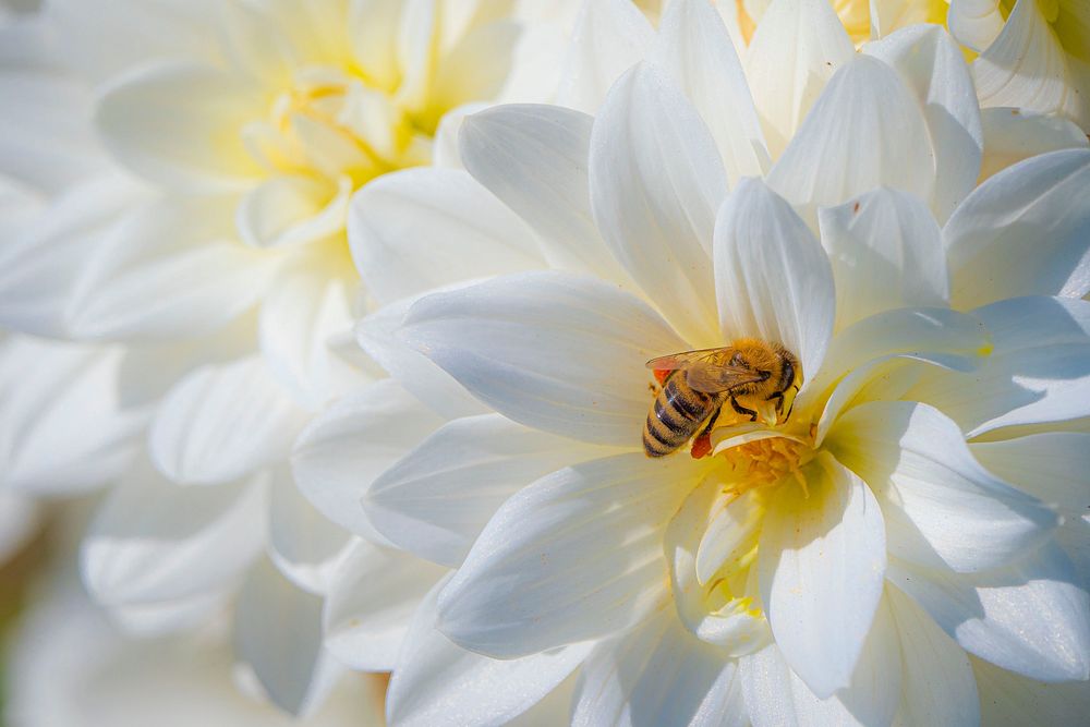A bee pollinates a Dahlias on Summer Dreams Farm (@SummerDreamsFarm) before U.S. Department of Agriculture (USDA) Secretary…
