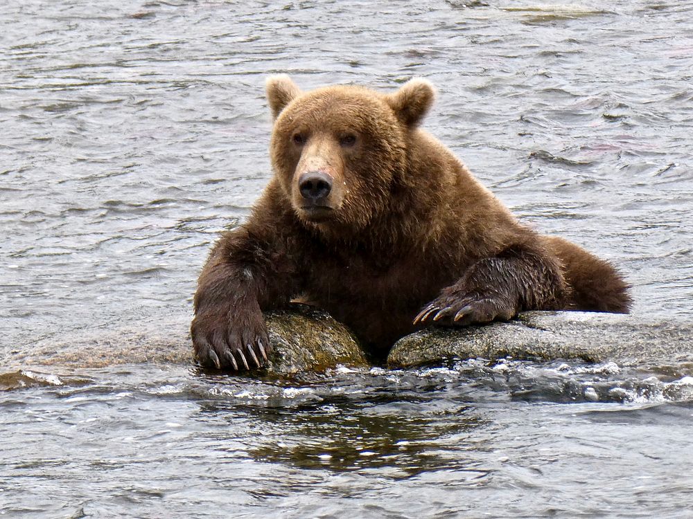 Taking a break from fishing. Original public domain image from Flickr