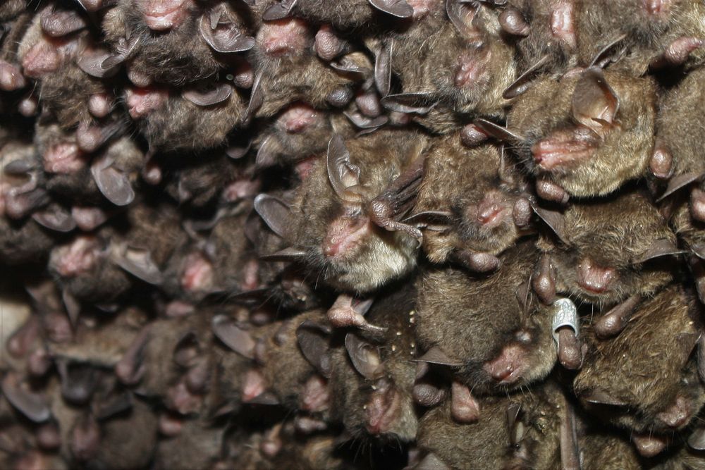 Cluster of endangered Indiana batsIndiana bats are known as social animals that don&rsquo;t need much personal space. In…