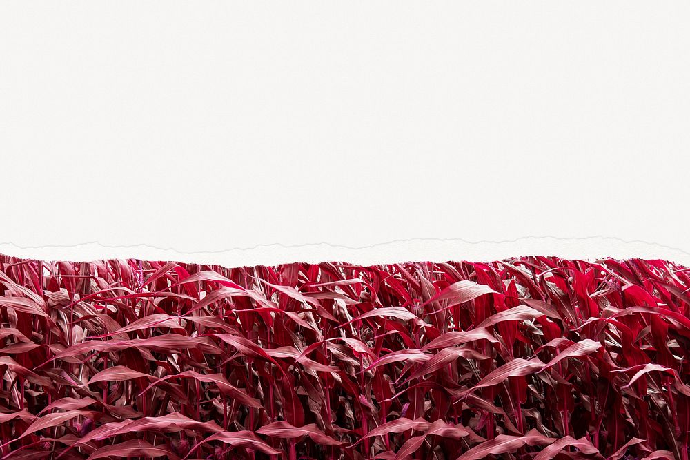 Ripped paper corn field background, nature aesthetic border