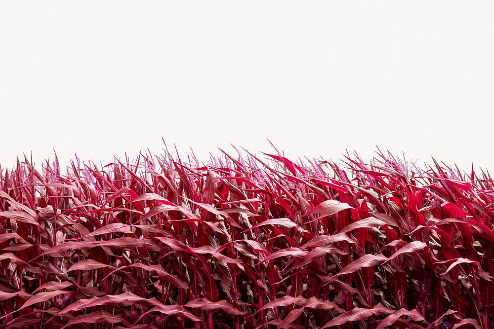 Red corn field background, beautiful environment border psd