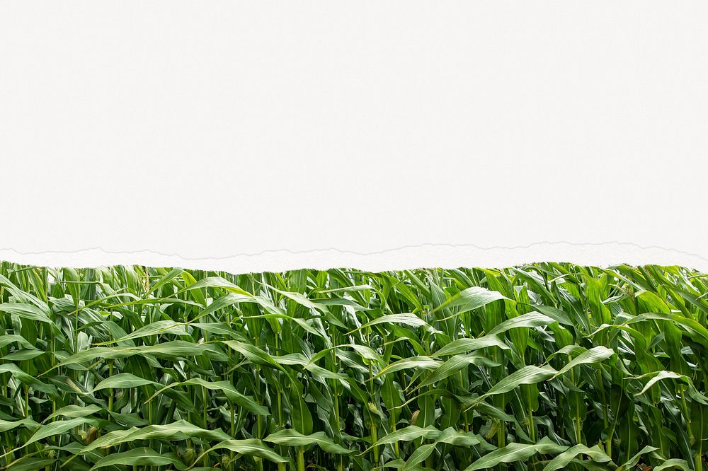 Ripped paper corn field background, nature aesthetic border