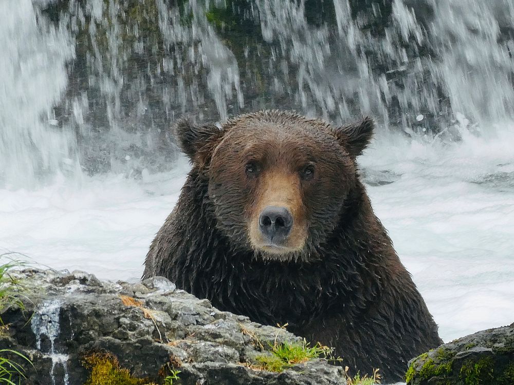 Brown bear fishing in a river. Original public domain image from Flickr