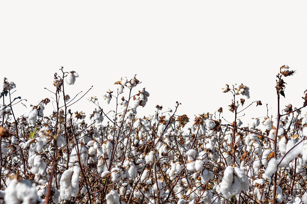 Cotton field border collage element, nature design psd