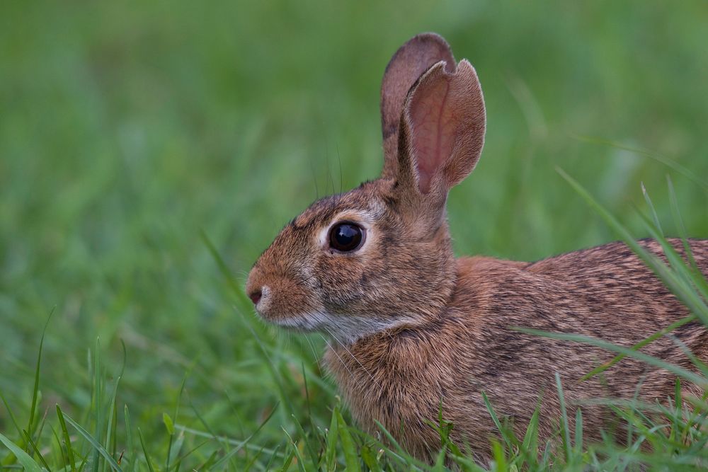 Eastern Cottontail RabbitPhoto by Grayson Smith/USFWS. Original public domain image from Flickr