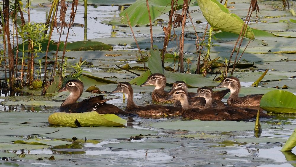 Wood Duck FamilyPhoto by Grayson Smith/USFWS. Original public domain image from Flickr