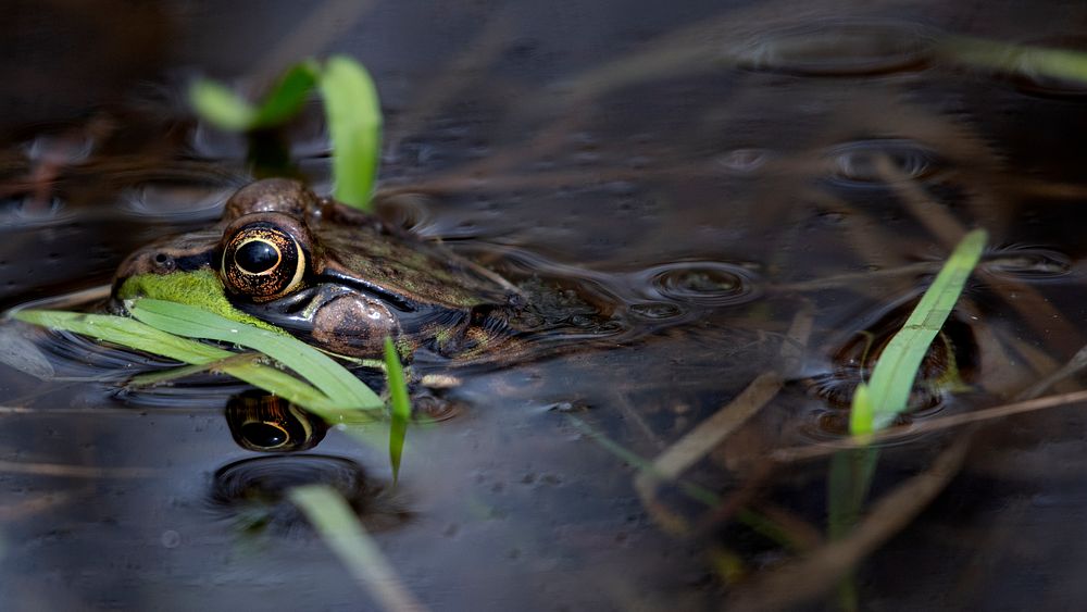 Green FrogPhoto by Grayson Smith/USFWS. Original public domain image from Flickr