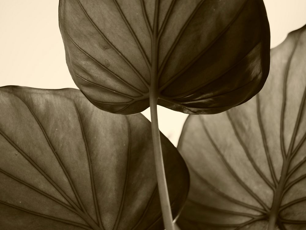 Gray leaves background. Free public domain CC0 photo.