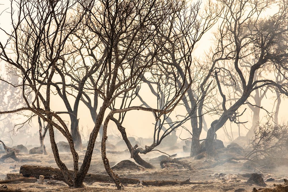 Burned trees at Trout Springs Rx Fire. Original public domain image from Flickr