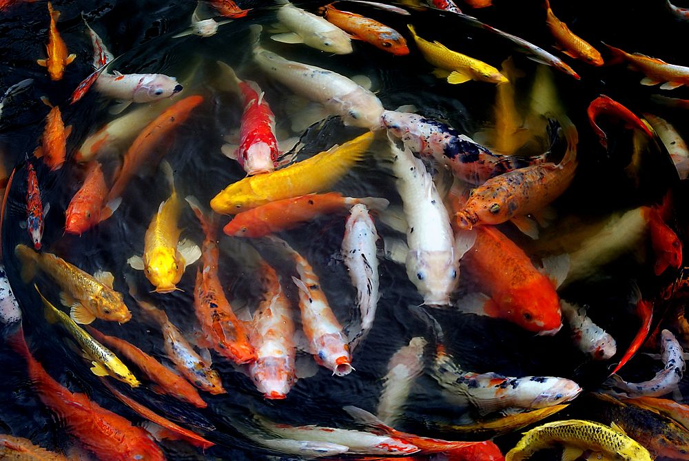 Koi or more specifically jinli or nishikigoi, are colored varieties of Amur carp that are kept for decorative purposes in…