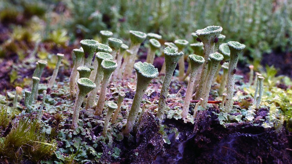 Cladonia asahinae. (pixie cup lichen)A club lichen, this species is typically found on acidic soil on rotting wood, moss or…
