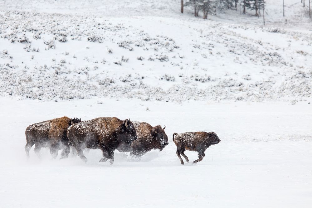 Bison, Lamar Valley